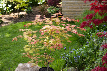 Acer shirasawanum Autumn Moon