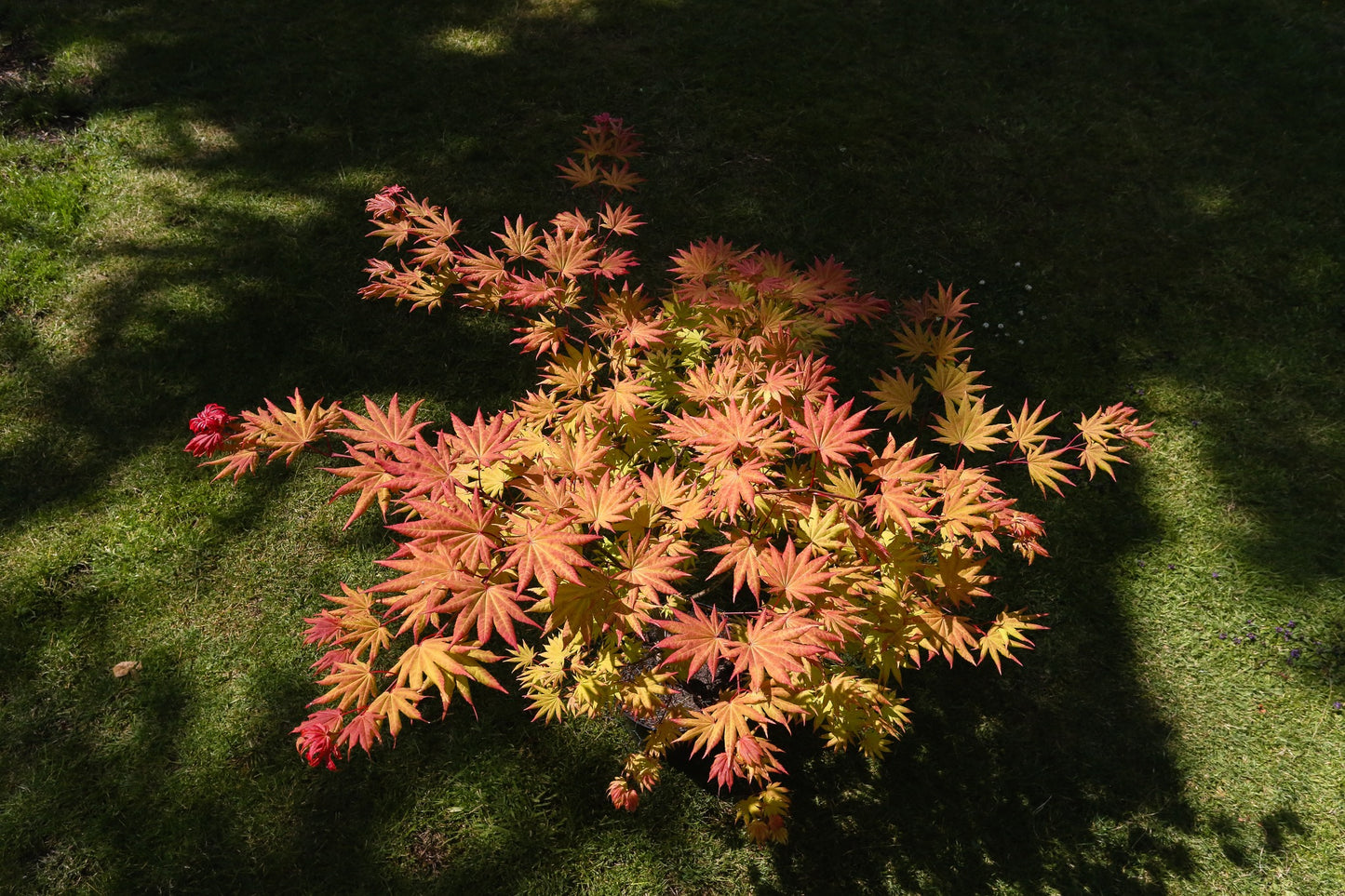 Acer shirasawanum Autumn Moon