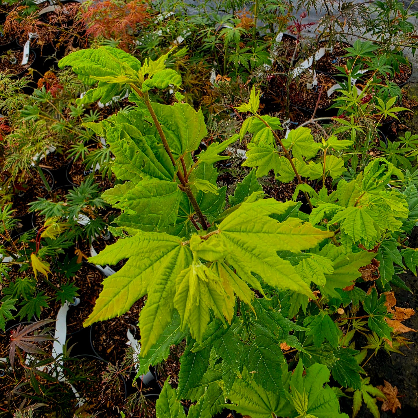 Acer circinatum Victoria