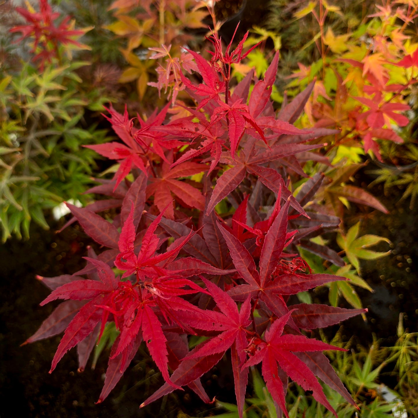 Acer palmatum Wood's Linearilobum Select