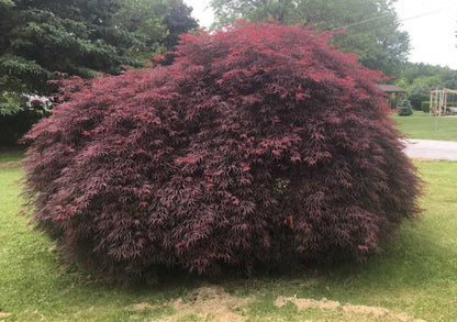 Acer palmatum Crimson Queen