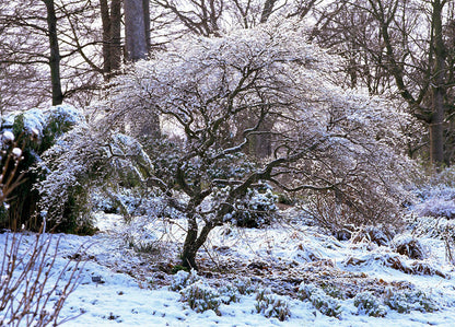 Acer palmatum Crimson Queen