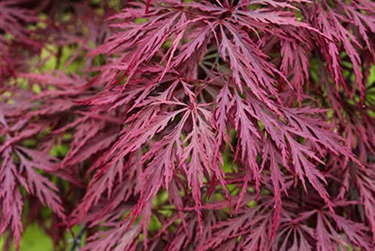 Acer palmatum Crimson Queen