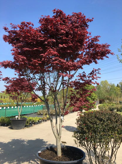 Acer palmatum Emperor 1 (ook bekend als Red Emperor)