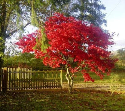 Acer palmatum Fireglow