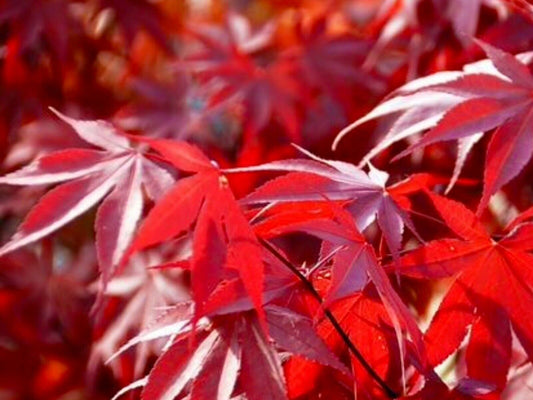 Acer palmatum Fireglow