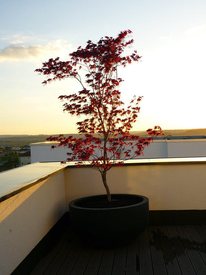 Acer palmatum Fireglow