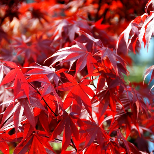 Acer palmatum Fireglow