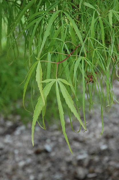 Acer palmatum Koto-No-Ito