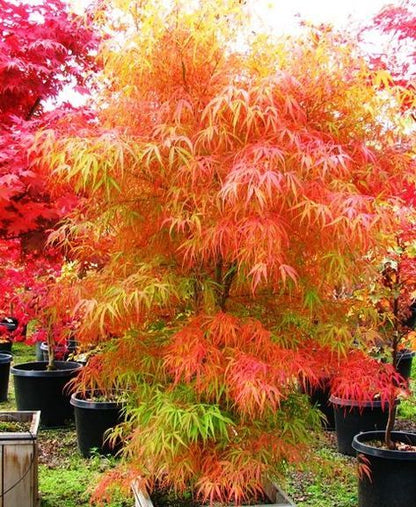 Acer palmatum Koto-No-Ito