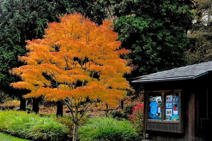 Acer palmatum Koto-No-Ito