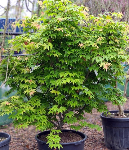 Acer palmatum Osakazuki