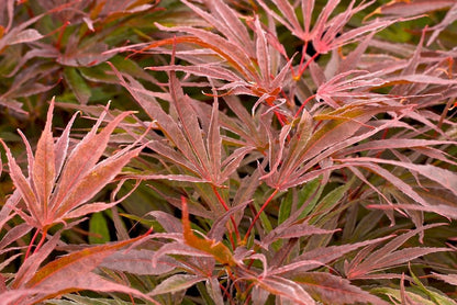 Acer palmatum Peve Dave