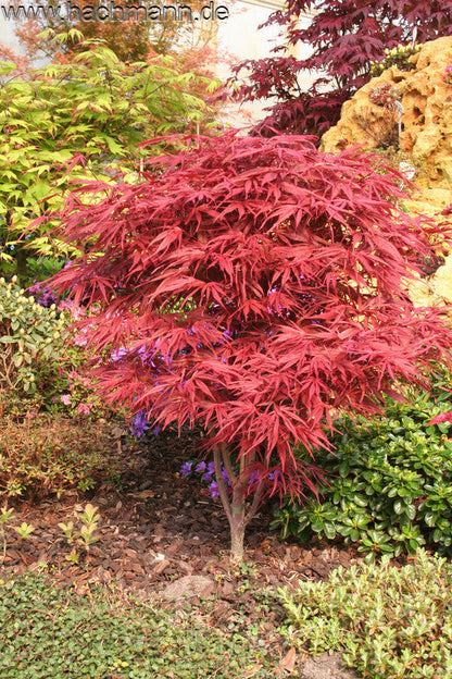 Acer palmatum Peve Dave