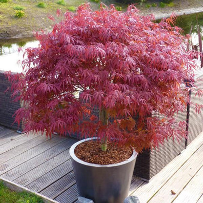 Acer palmatum Peve Dave