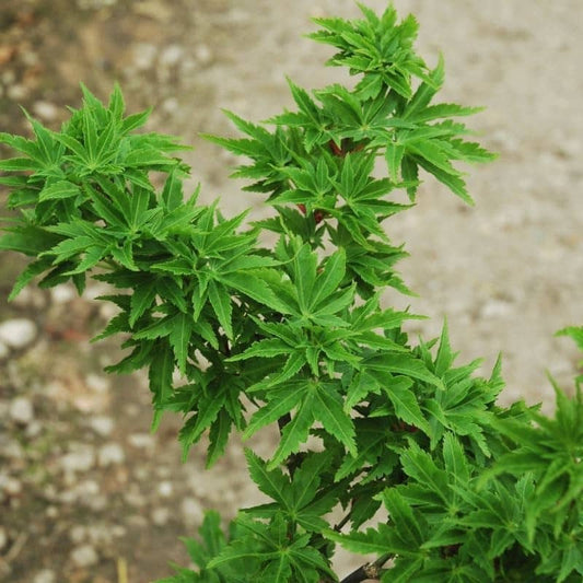 Acer palmatum Shishigashira