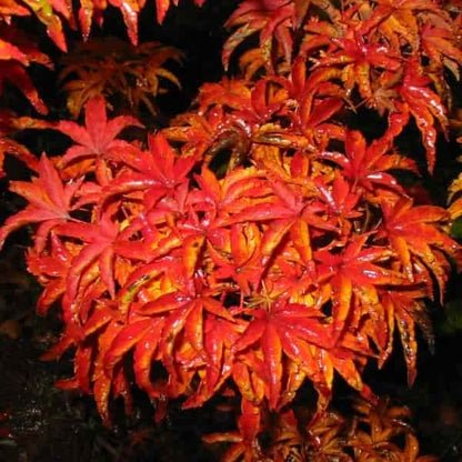 Acer palmatum Shishigashira