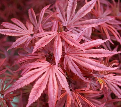 Acer palmatum Skeeters Broom