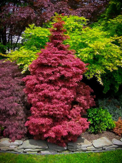 Acer palmatum Skeeters Broom