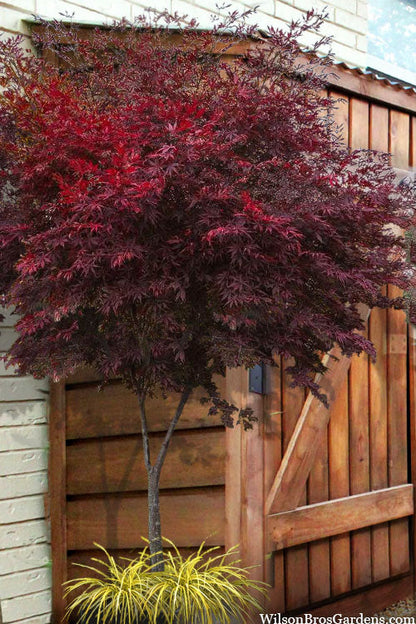 Acer palmatum Sumi Nagashi