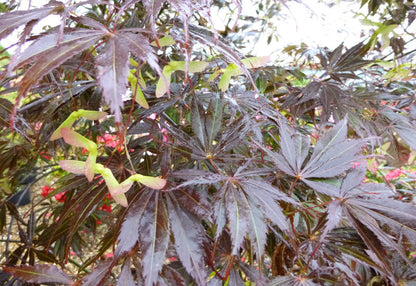 Acer palmatum Sumi Nagashi