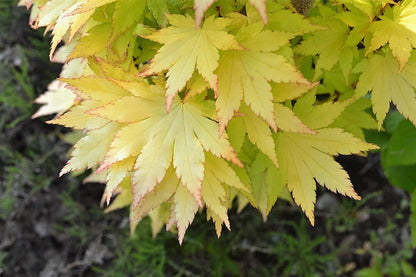 Acer palmatum Summer Gold