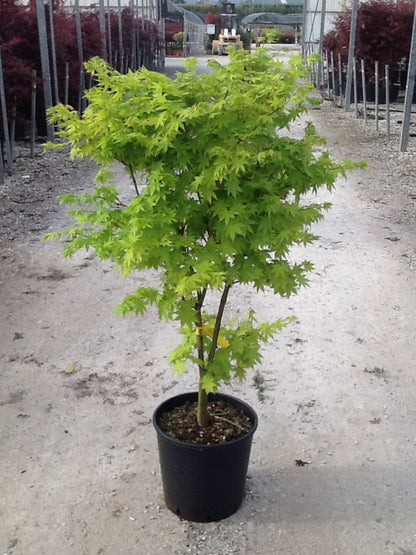 Acer palmatum Summer Gold