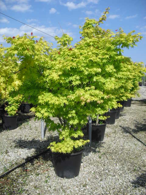 Acer palmatum Summer Gold