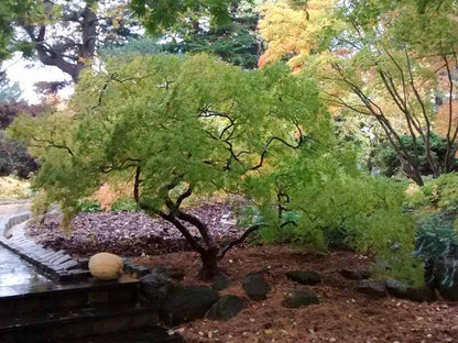 Acer palmatum Dissectum Viridis