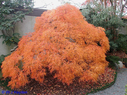 Acer palmatum Dissectum Viridis